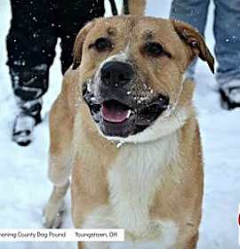 Photo of ANDRE // 2 (RESCUED)