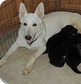 Photo of Ada and Pups