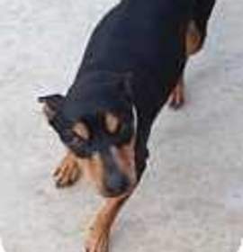 Photo of Charlie (New Mexico)