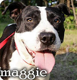 Photo of maggie