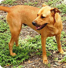 Photo of Ingot *NAME YOUR PRICE*