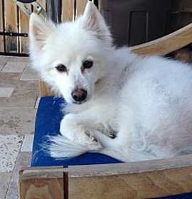 Photo of Max in Missouri