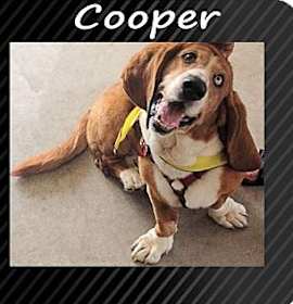 Photo of Cooper