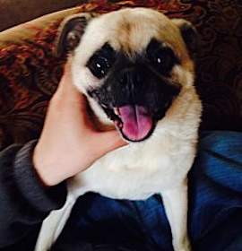 Photo of Pugsley