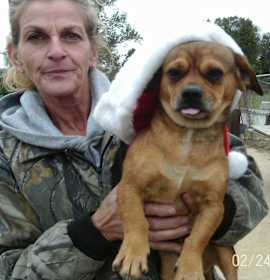 Photo of DOC DACHSHUND/PEKINGESE