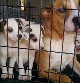 Photo of Beagle Mix Puppies - Bey, Kelly & Michelle