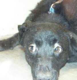 Photo of MAR 14 - WILLIE - 2yrs -