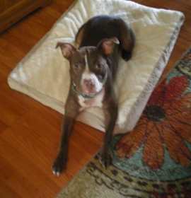 Photo of Loving Koko