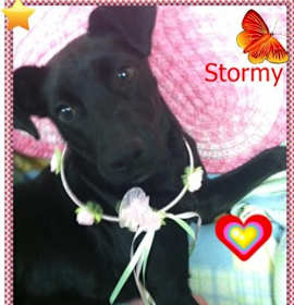 Photo of Stormy
