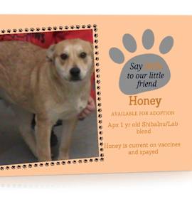 Photo of Honey