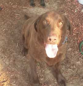 Photo of Shadow and Copper