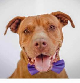 Photo of BIG RIG RED