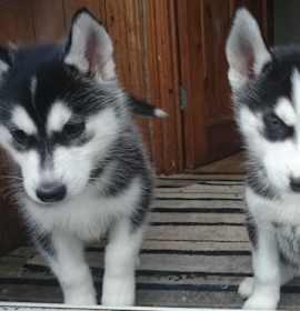 Photo of Sweet HUSKY