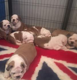 Photo of F1 ENGLISH BULLDOG