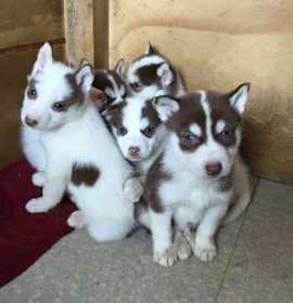 Photo of M1 HUSKY BABY