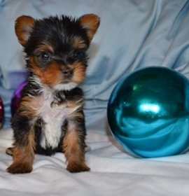 Photo of yorkie stunning