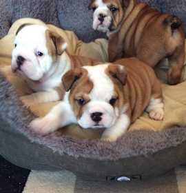 Photo of Bulldog Beauty