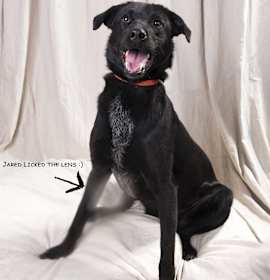 Photo of Jared Hound BC Mix