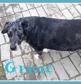 Photo of Gracie
