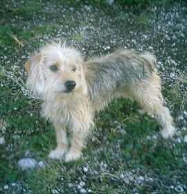 Photo of Copper Fritz