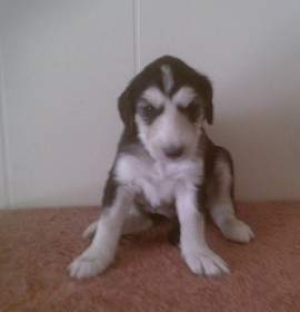 Photo of Adopt Noah Afghan Hound puppy