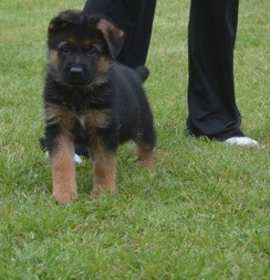 Photo of Adopt Kate German shepherd pup