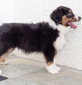 Photo of Australian Shepherd