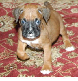 Photo of Boxer