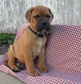 Photo of Bullmastiff