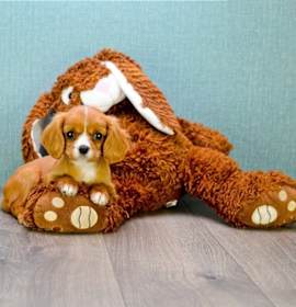 Photo of king charles spaniel