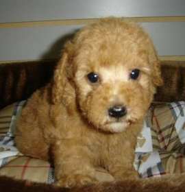 Photo of Standard Poodle