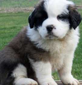 Photo of Saint Bernard