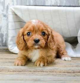 Photo of king charles spaniel pups