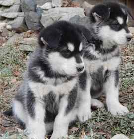 Photo of Alaskan Malamute
