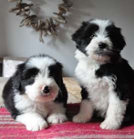 Photo of Bearded Collie