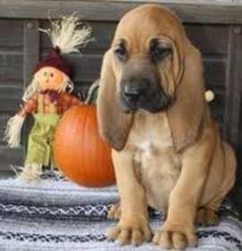 Photo of Bloodhound