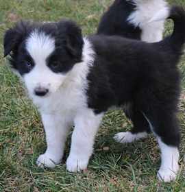 Photo of Border Collie
