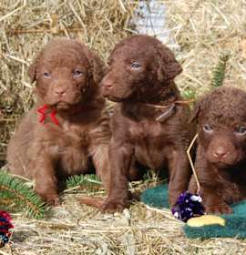 Photo of Chesapeake Bay Retriever