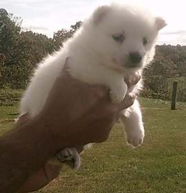 Photo of American Eskimo Dog