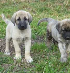 Photo of Anatolian Shepherd
