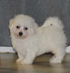 Photo of Bichon Frise puppy
