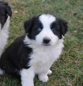 Photo of Border Collie puppy