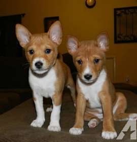 Photo of Basenji puppies