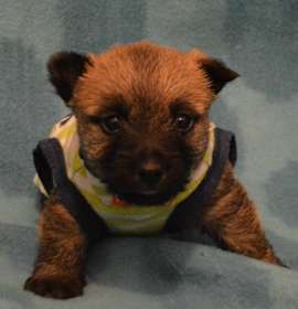 Photo of Cairn Terrier Puppies