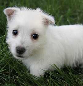 Photo of darling West Highland White Te