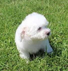 Photo of ACA Bichon Frise female pup