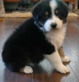 Photo of Black Tri Standard Australian