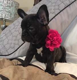 Photo of Ariel is looking French Bulldo