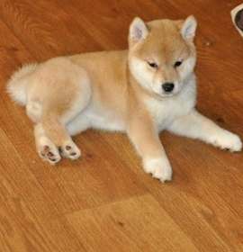 Photo of very consistent Shiba Inu