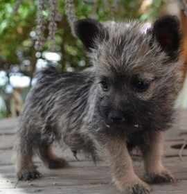 Photo of Cairn Terrier